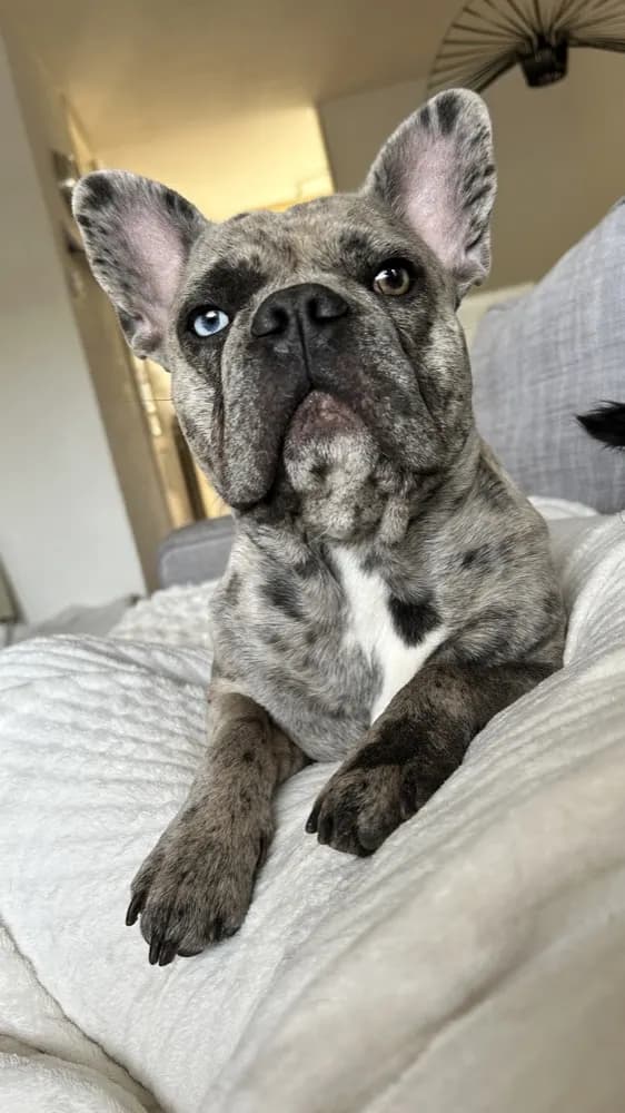 Ché, de Franse bulldog van Monique