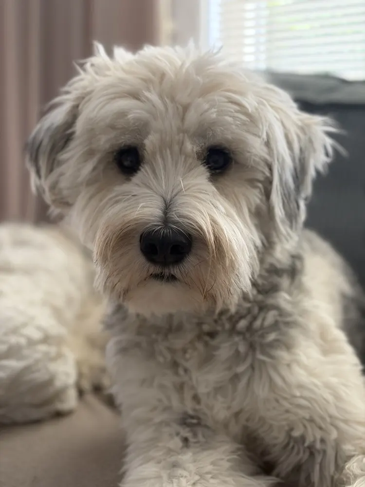 Moos, de witte hond van Monique